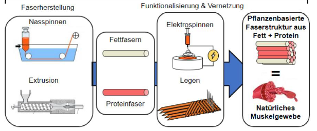 PlantFibre - Fibrous Structures for Alternative Foods